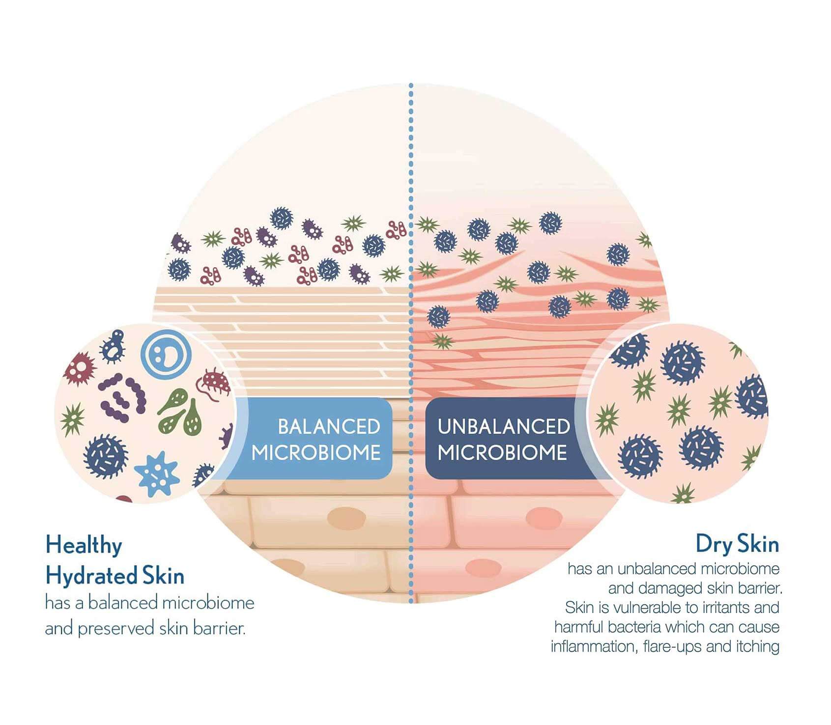 Skin Microbiome diagram